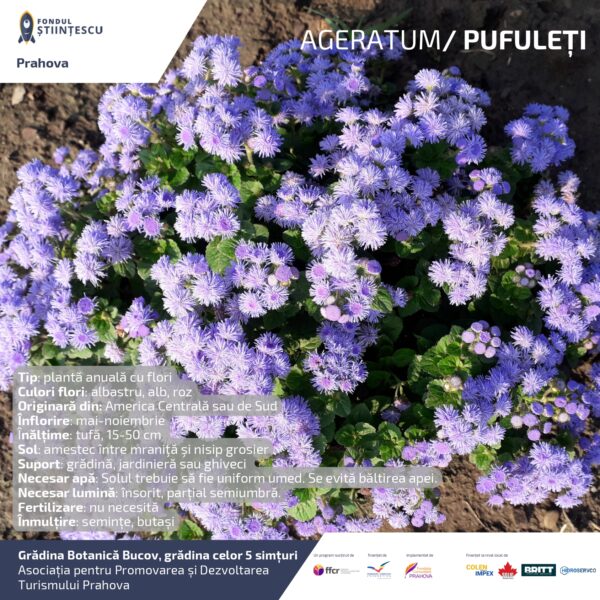 A3_Culoarea semintelor petalelor_page-0006
