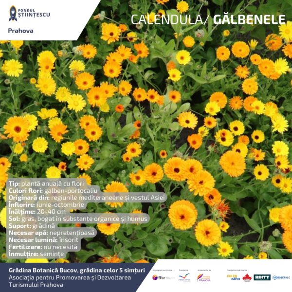 A3_Culoarea semintelor petalelor_page-0009