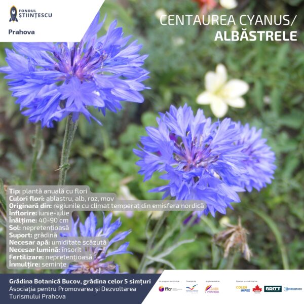 A3_Culoarea semintelor petalelor_page-0011