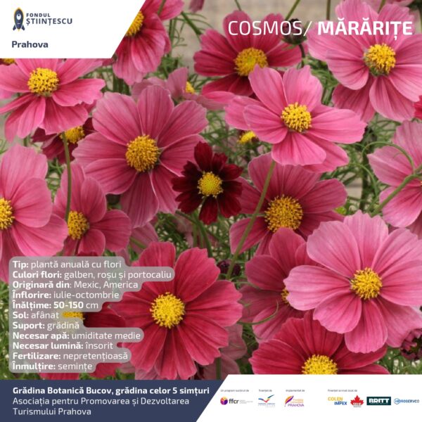 A3_Culoarea semintelor petalelor_page-0012