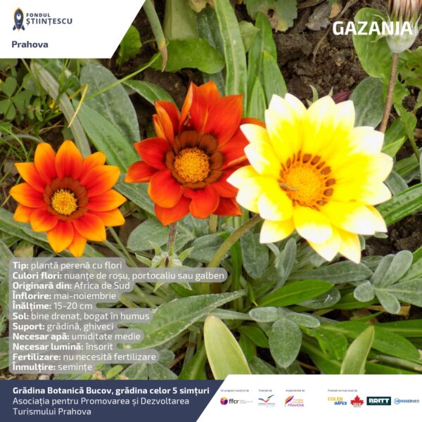A3_Culoarea semintelor petalelor_page-0014