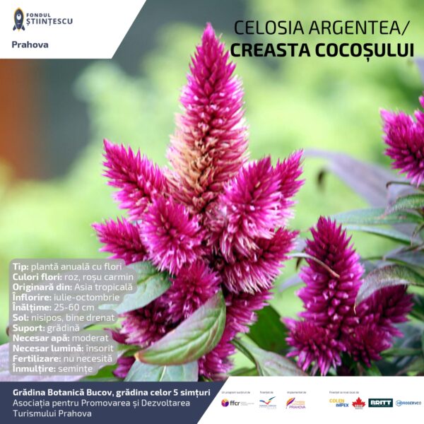A3_Culoarea semintelor petalelor_page-0016