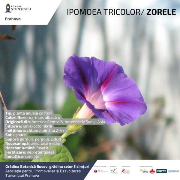 A3_Culoarea semintelor petalelor_page-0018