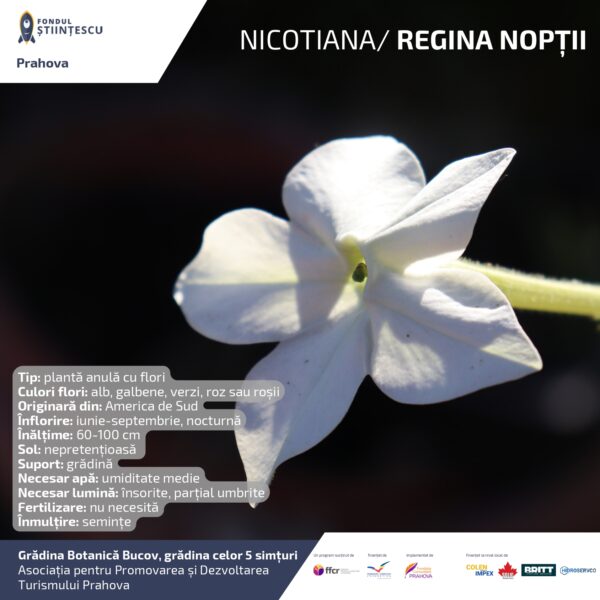 A3_Culoarea semintelor petalelor_page-0019