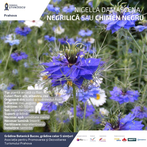 A3_Culoarea semintelor petalelor_page-0020