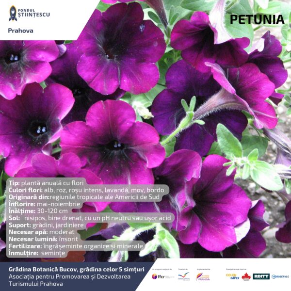 A3_Culoarea semintelor petalelor_page-0022