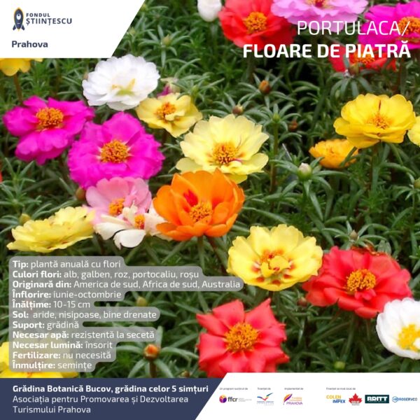 A3_Culoarea semintelor petalelor_page-0024
