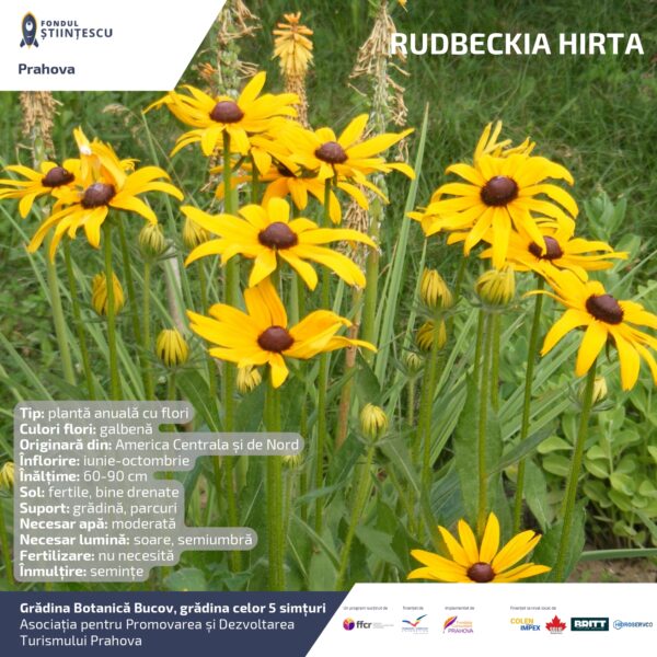 A3_Culoarea semintelor petalelor_page-0026