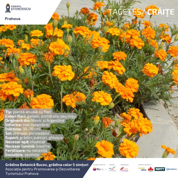 A3_Culoarea semintelor petalelor_page-0028