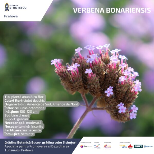 A3_Culoarea semintelor petalelor_page-0029