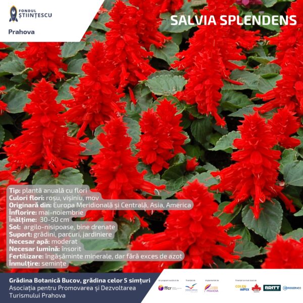 A3_Culoarea semintelor petalelor_page-0031