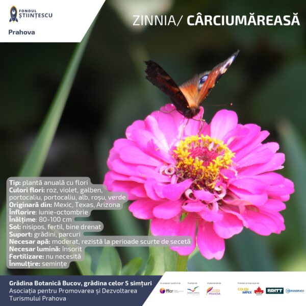 A3_Culoarea semintelor petalelor_page-0032