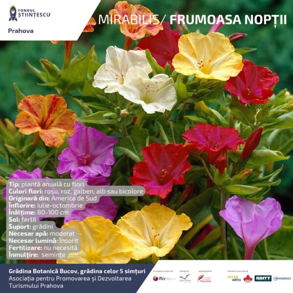 A3_Culoarea semintelor petalelor_page-0033
