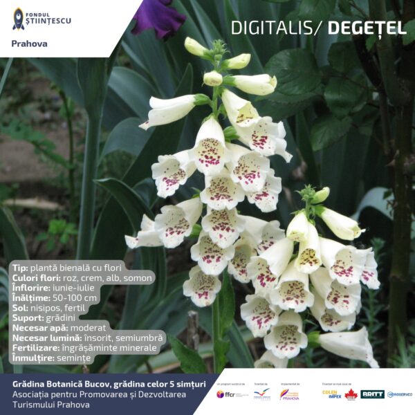 A3_Culoarea semintelor petalelor_page-0035