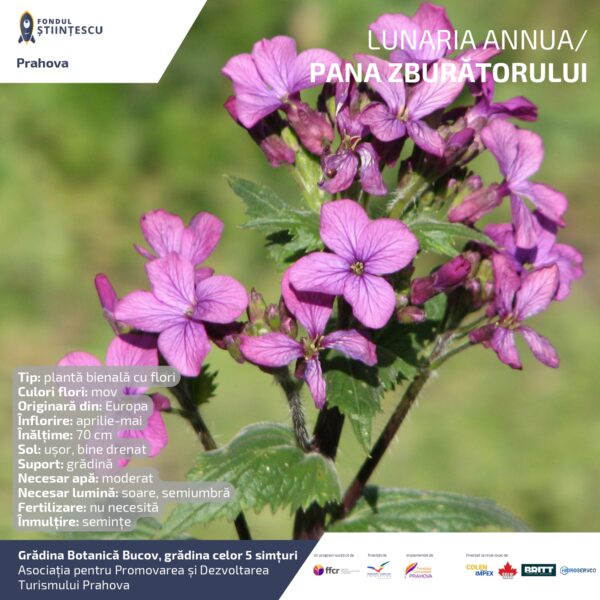 A3_Culoarea semintelor petalelor_page-0036