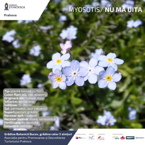 A3_Culoarea semintelor petalelor_page-0037
