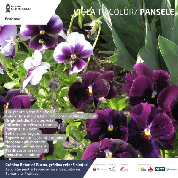 A3_Culoarea semintelor petalelor_page-0038