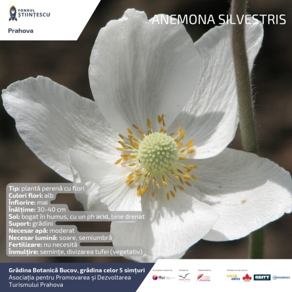 A3_Culoarea semintelor petalelor_page-0040