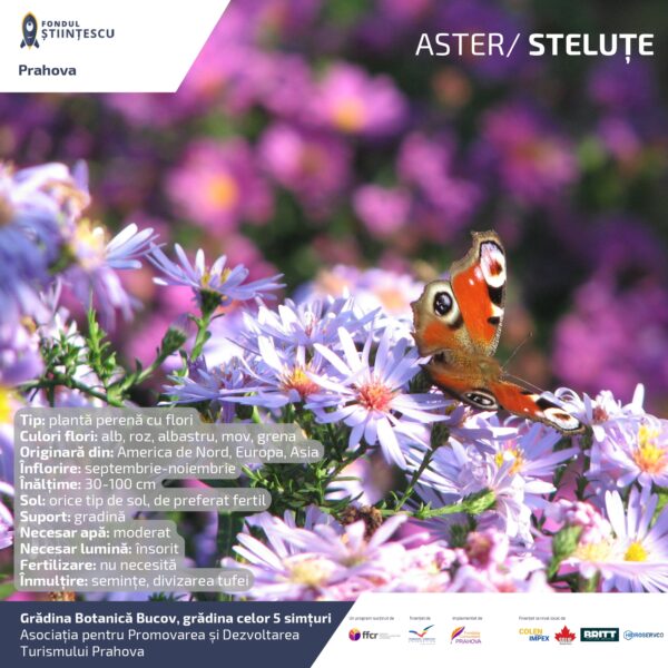 A3_Culoarea semintelor petalelor_page-0042