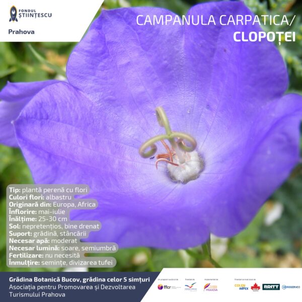 A3_Culoarea semintelor petalelor_page-0043