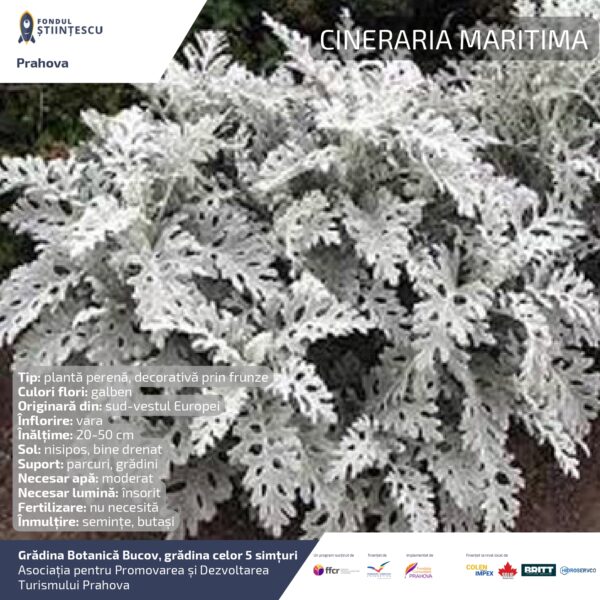 A3_Culoarea semintelor petalelor_page-0044