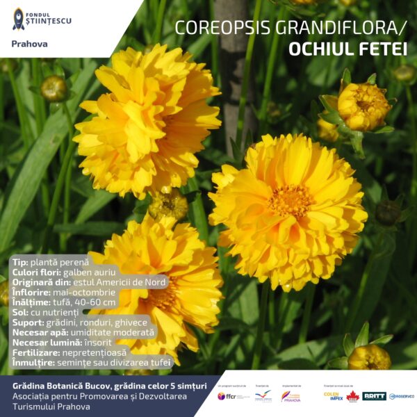 A3_Culoarea semintelor petalelor_page-0045