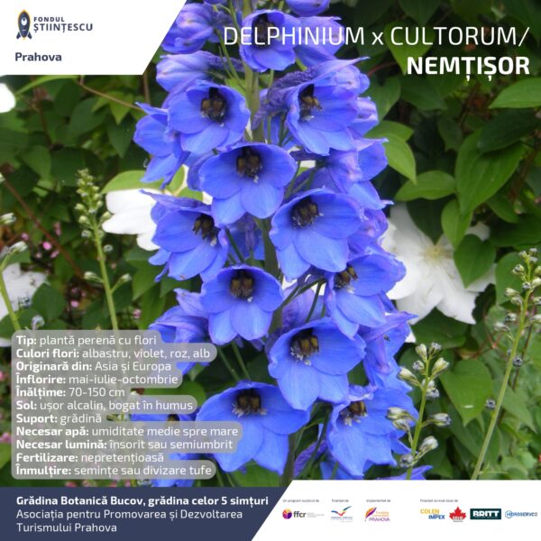 A3_Culoarea semintelor petalelor_page-0046