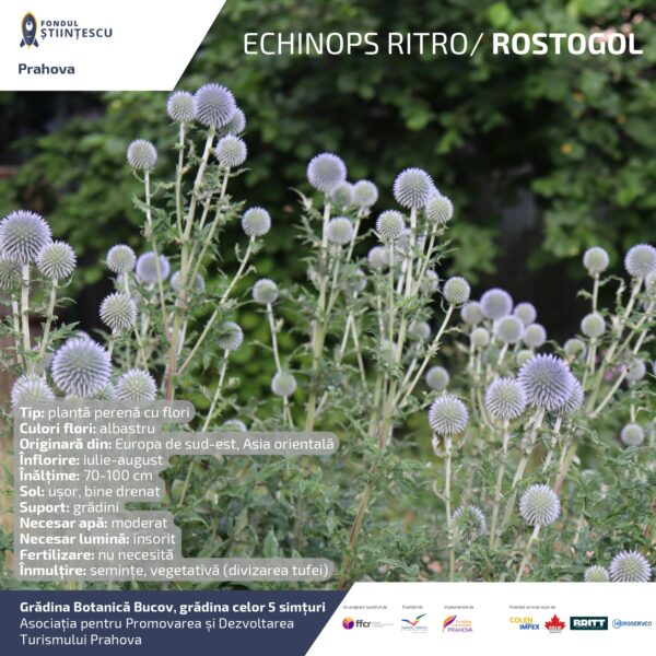 A3_Culoarea semintelor petalelor_page-0048