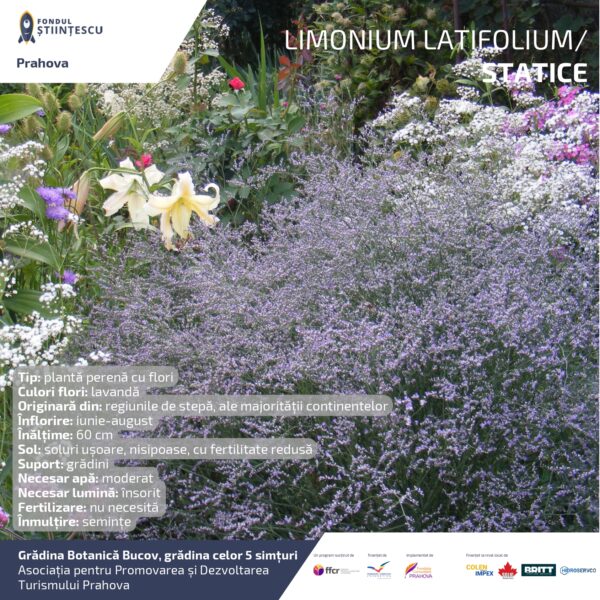A3_Culoarea semintelor petalelor_page-0049