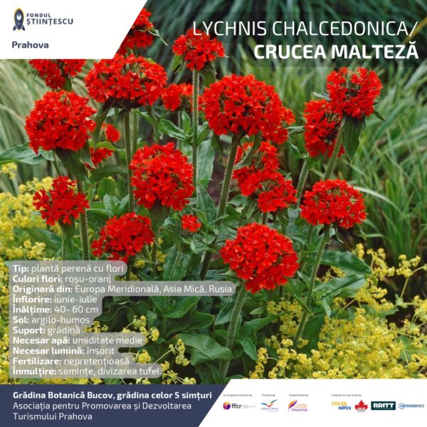 A3_Culoarea semintelor petalelor_page-0052