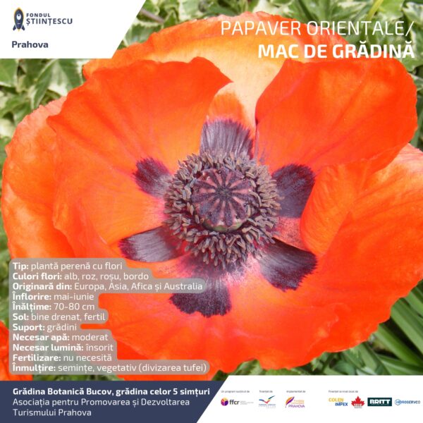 A3_Culoarea semintelor petalelor_page-0053