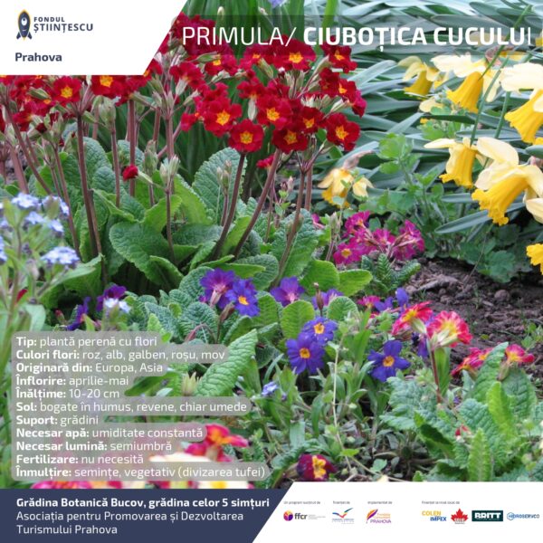 A3_Culoarea semintelor petalelor_page-0054