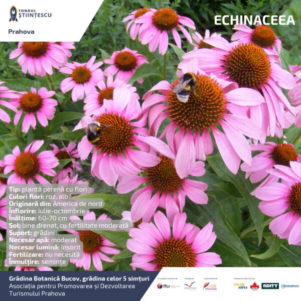 A3_Culoarea semintelor petalelor_page-0058