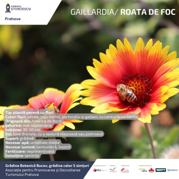A3_Culoarea semintelor petalelor_page-0059