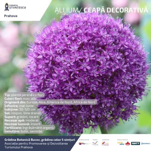 A3_Culoarea semintelor petalelor_page-0061