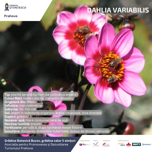 A3_Culoarea semintelor petalelor_page-0062
