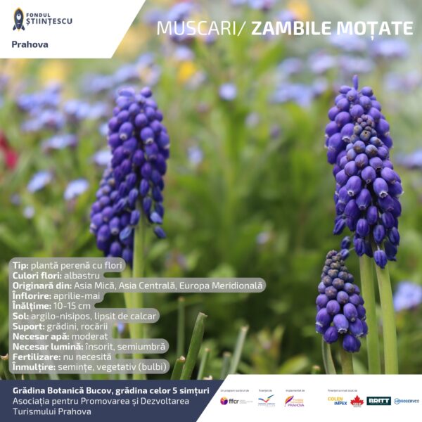A3_Culoarea semintelor petalelor_page-0065