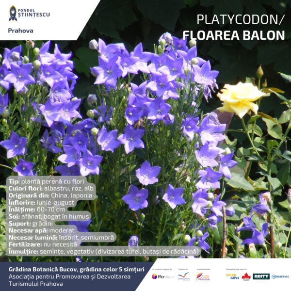 A3_Culoarea semintelor petalelor_page-0066