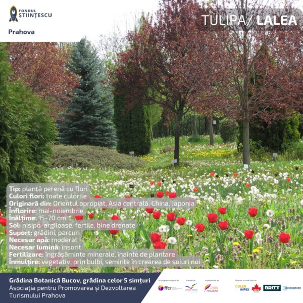 A3_Culoarea semintelor petalelor_page-0067