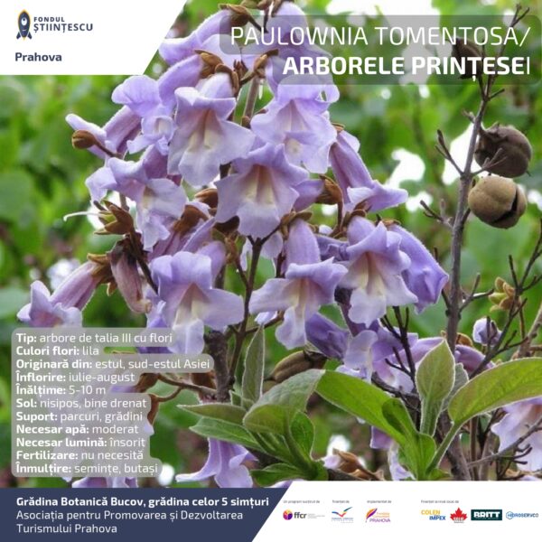 A3_Culoarea semintelor petalelor_page-0069