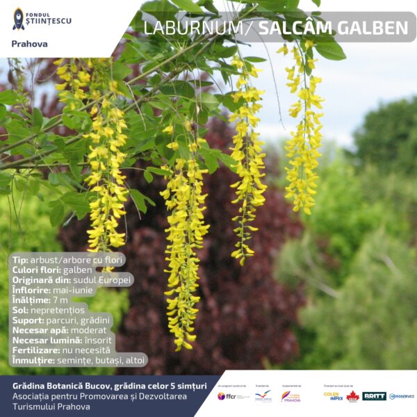 A3_Culoarea semintelor petalelor_page-0073