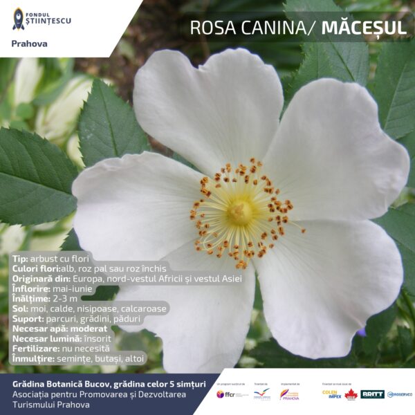 A3_Culoarea semintelor petalelor_page-0074