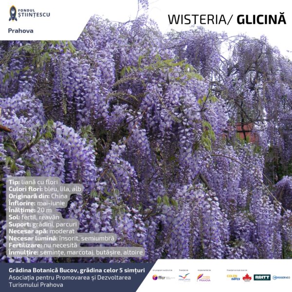 A3_Culoarea semintelor petalelor_page-0075