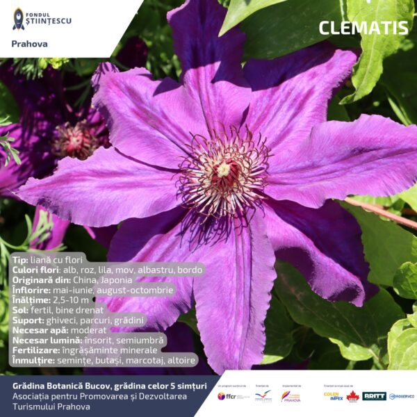 A3_Culoarea semintelor petalelor_page-0076