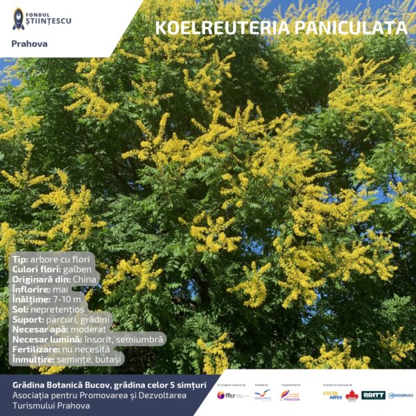 A3_Culoarea semintelor petalelor_page-0079