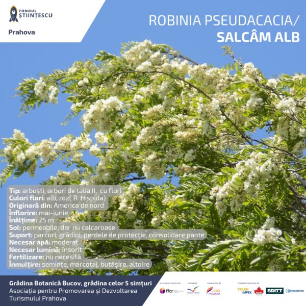 A3_Culoarea semintelor petalelor_page-0080