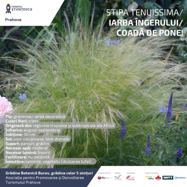 A3_Culoarea semintelor petalelor_page-0083