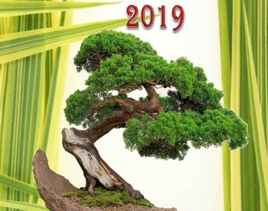 Expo-Bonsai 2019