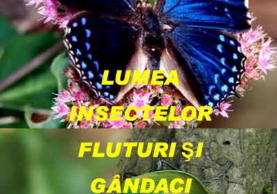 Expoziţia „Lumea insectelor – Fluturi şi gândaci”