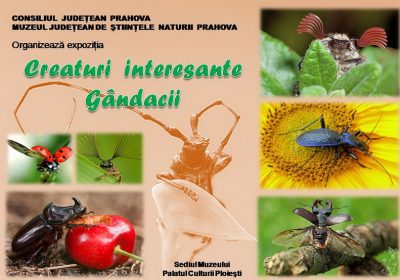 Expozitia „Creaturi interesante – gândacii”